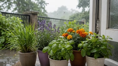 5 plantas que repelen mosquitos y ayudan a mantener su casa libre de insectos
