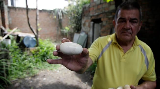 Jesús Leonardo Escobar muestra los huevos que 'Ñata' ponía en el patio de su casa. Foto: Juan Pablo Rueda para EL TIEMPO