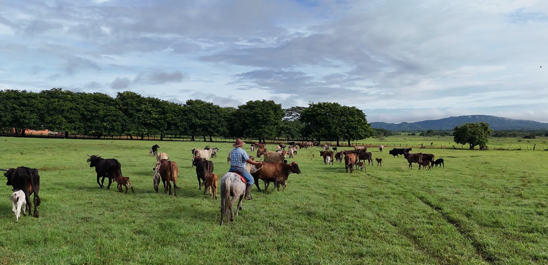 Guanacaste es la segunda provincia con más robo y destace de ganado en el 2023. Foto ilustrativa, cortesía Inder.