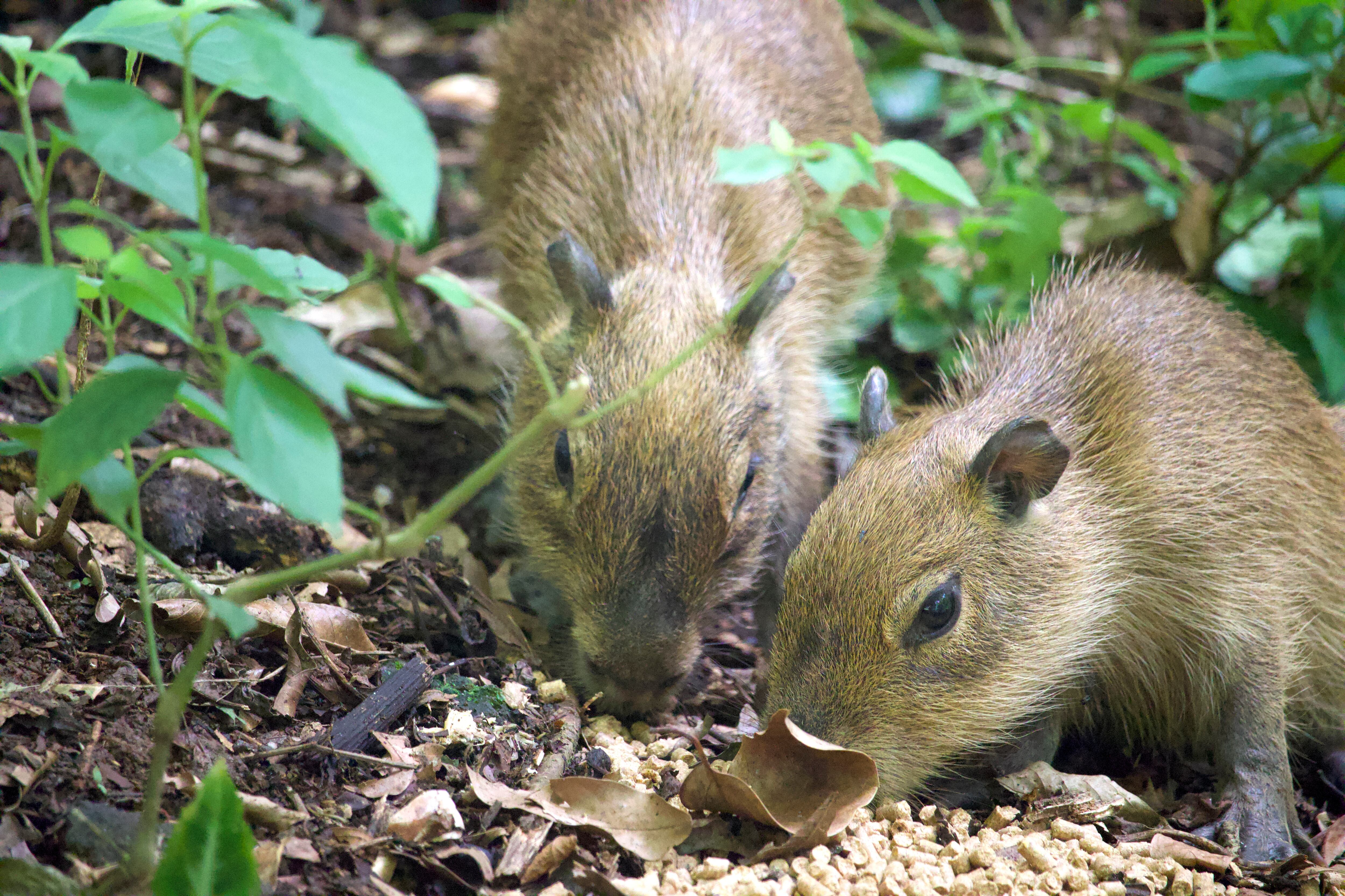 Dos de las crías de capibara decomisadas la semana pasada en Costa Rica. Fotografía:
