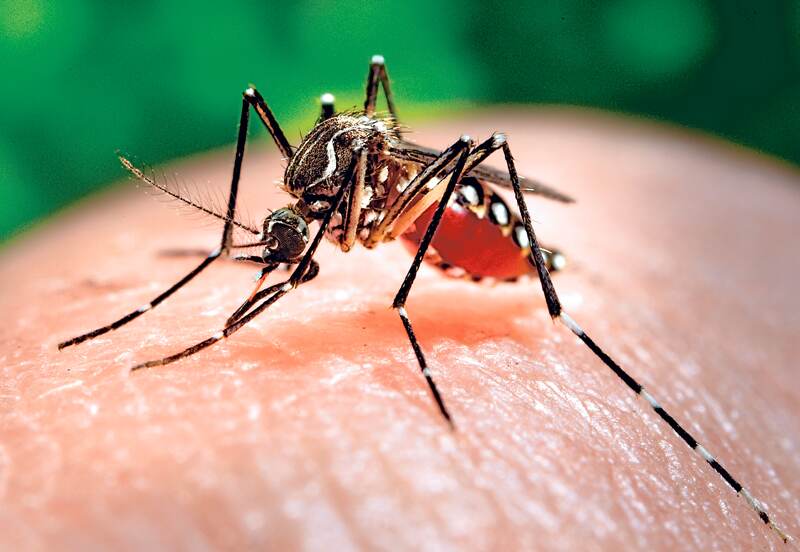 El mosquito Aedes aegypti , transmisor del dengue y del chikungunya, también transmite el zika. Por eso se deben eliminar criaderos. | ARCHIVO
