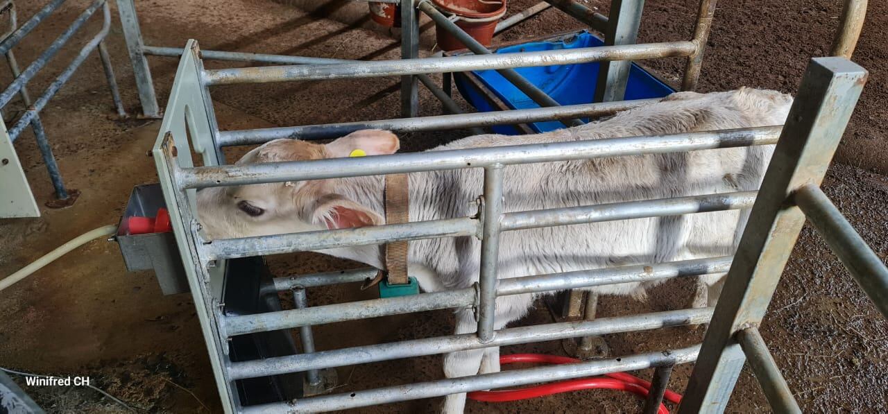 Uso de nuevas tecnologías en la ganadería costarricense