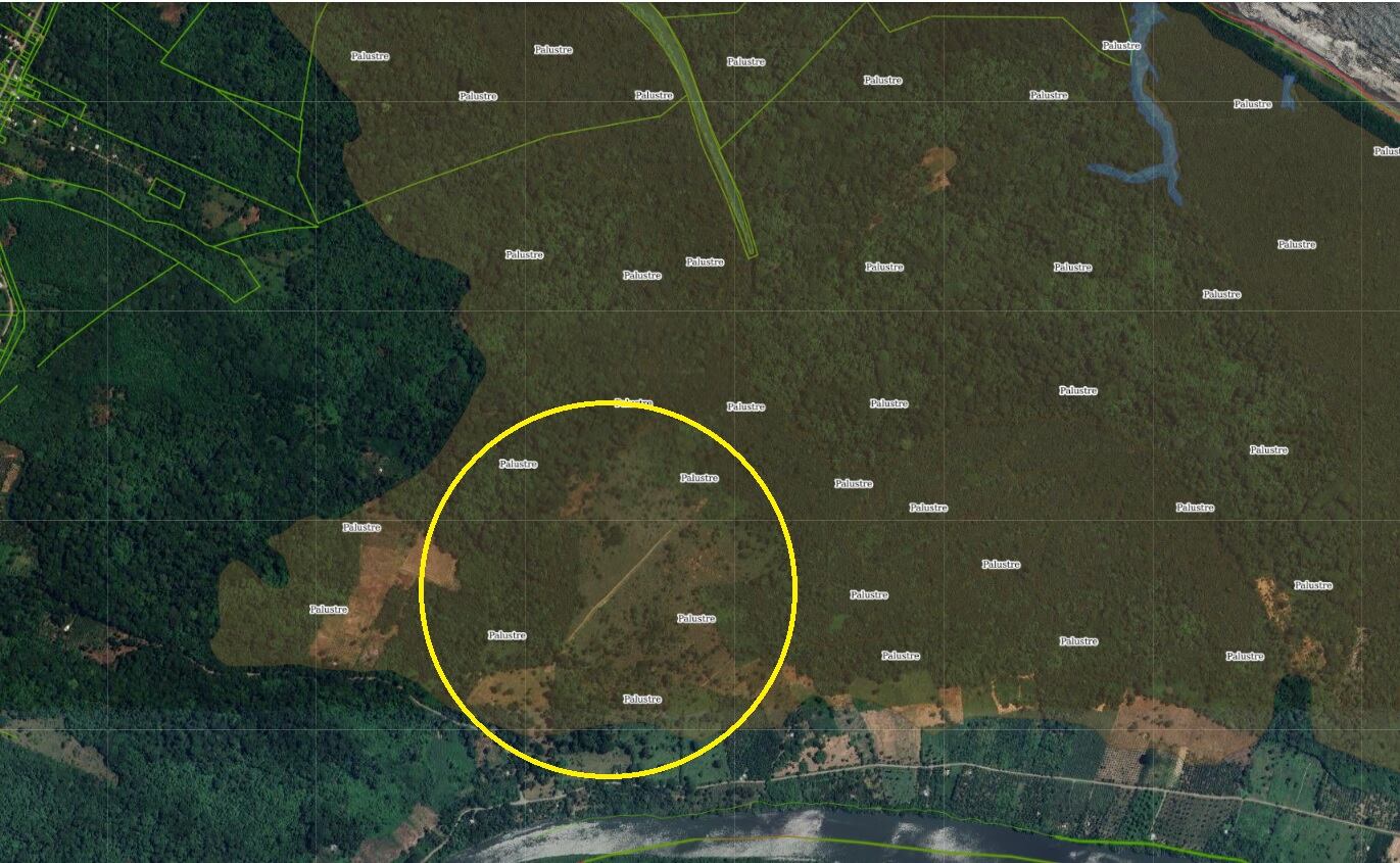 En el Registro Nacional de Humedales que aparece en el SNIT se observa cómo la zona donde está la supuesta pista de aterrizaje clandestina está cubierta de humedales. Especialmente de yolillal, que es una mezcla de pantano con palmas. Foto: