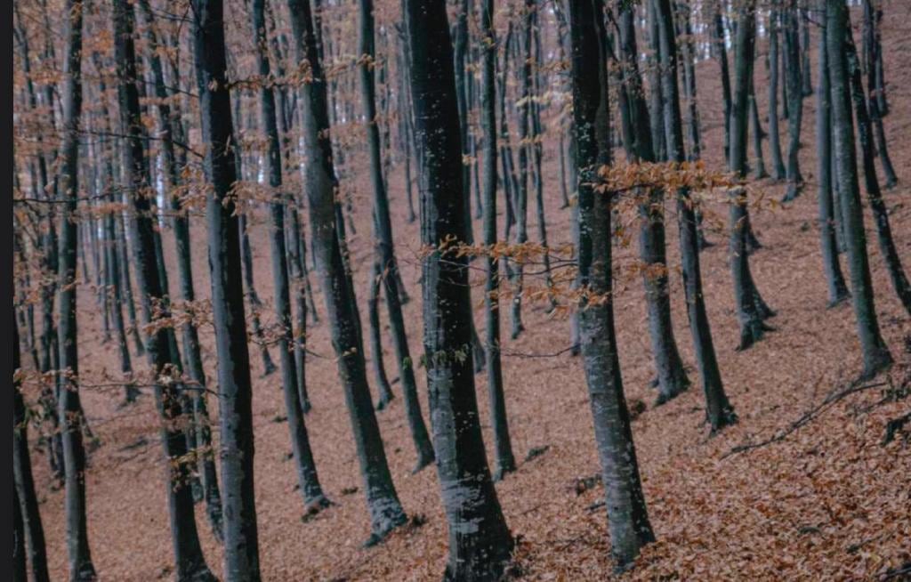 Una familia de tres se ve envuelta en una serie de protestas por la migración rumana en 'R.M.N'