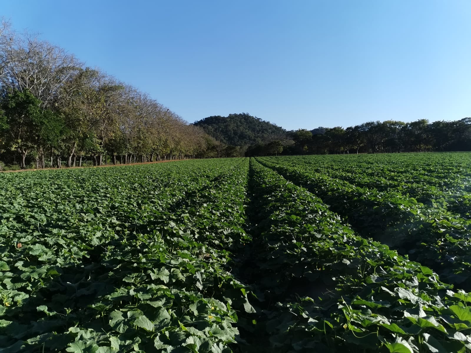 Hacia el 2006, Costa Rica registró unas 12.000 hectáreas de melón, actividad que brinda trabajo en áreas con pocas fuentes de empleo. Al cierre del año pasado, apenas habían 3.394 hectáreas cultivadas. Foto: Cortesía