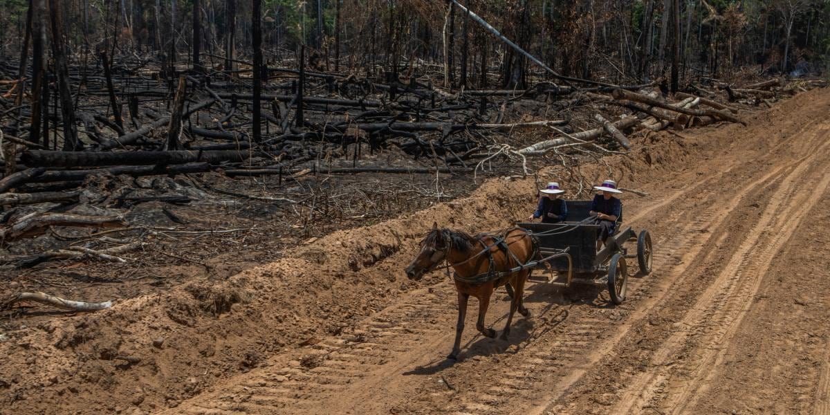 Menonitas viajan por el camino que abrieron junto a tierras desmontadas para la agricultura en Perú. Foto:
Marco Garro para The New York Times/ El Tiempo- Colombia
