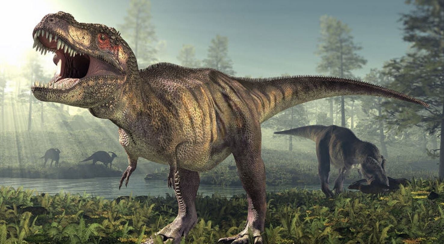 Modelos informáticos indican que el T. rex podría haber pesado 15 toneladas, un 70% más de lo estimado, según un estudio reciente.