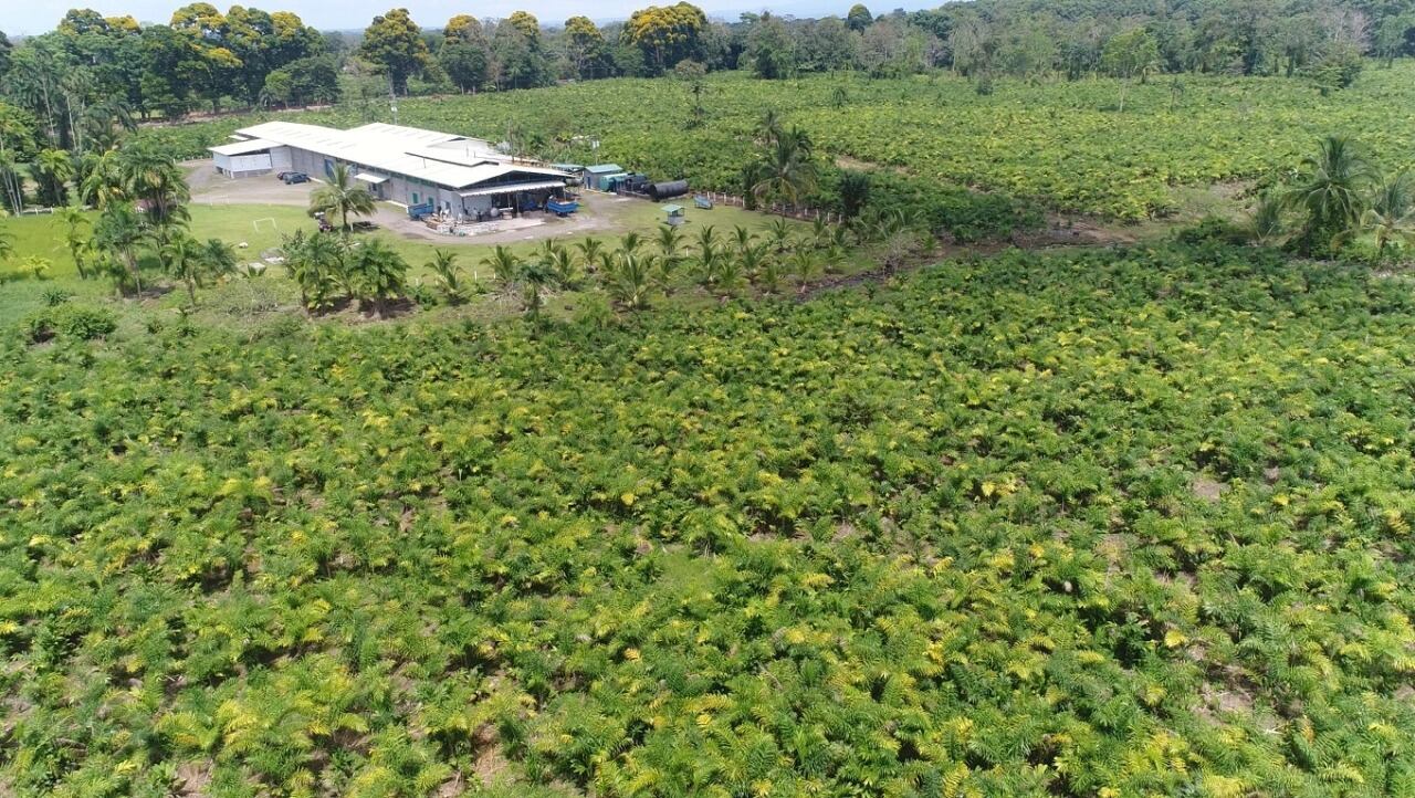 Las instalaciones de Montaña Azul se encuentran en Horquetas de Sarapiquí. La planta industrial está rodeada de plantaciones de palmito. Foto: Cortesía de la empresa