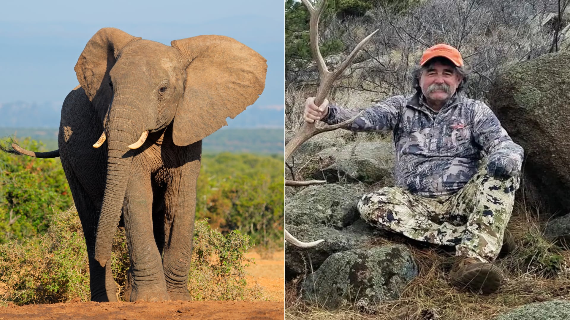 Un empresario murió en África durante una cacería. El ataque de elefantes reactivó la discusión sobre la caza de trofeos.