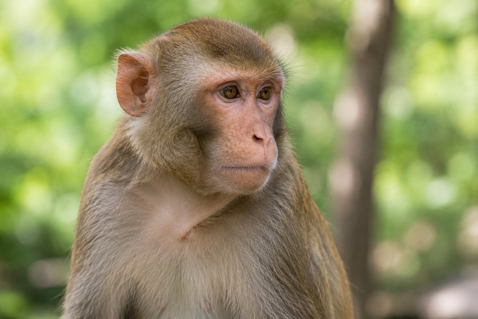Científicos observaron que macacos resuelven relaciones geométricas de manera comparable a niños y adultos, lo que aporta nuevas pistas sobre el origen del razonamiento espacial.