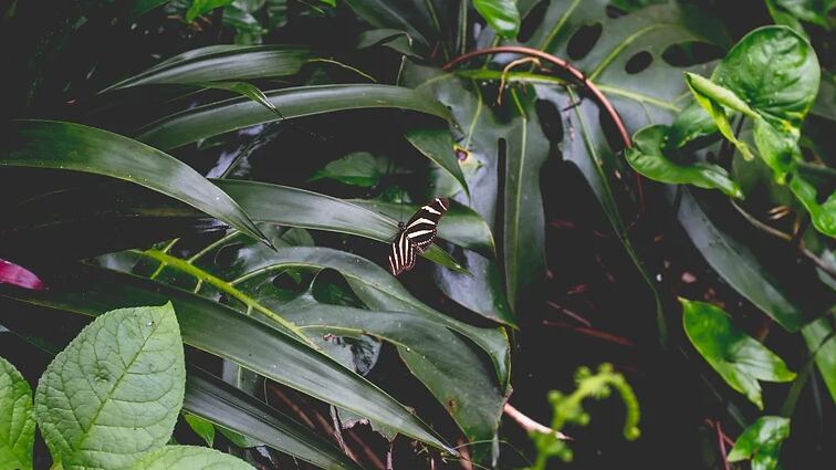 El jardín de mariposas Spirogyra se ubica a tan solo 10 minutos caminando desde el centro de San José.