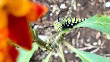 El hermoso secreto para atraer mariposas al jardín con una sola planta