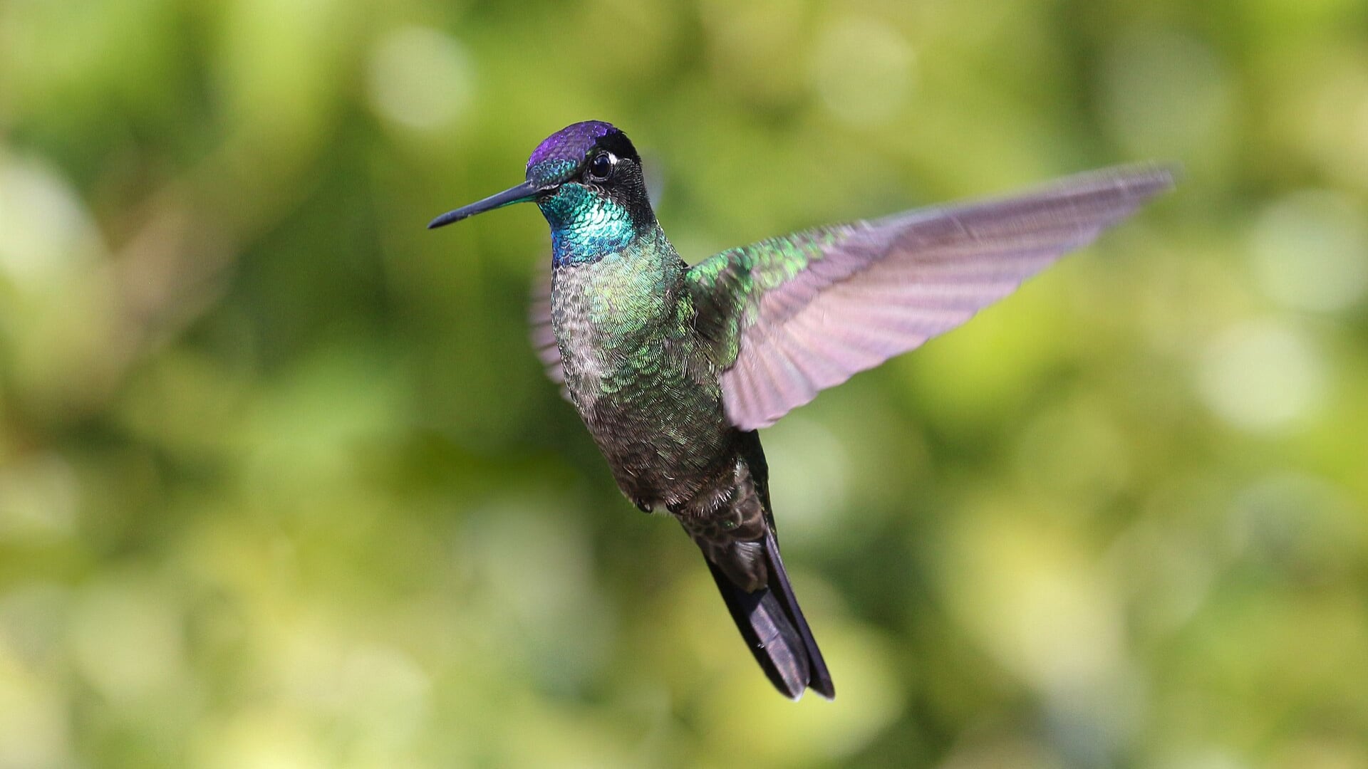 Un estudio realizado en el sur de Costa Rica encontró que los colibríes transportan polen con mayor eficiencia que las abejas en ambientes de montaña.
