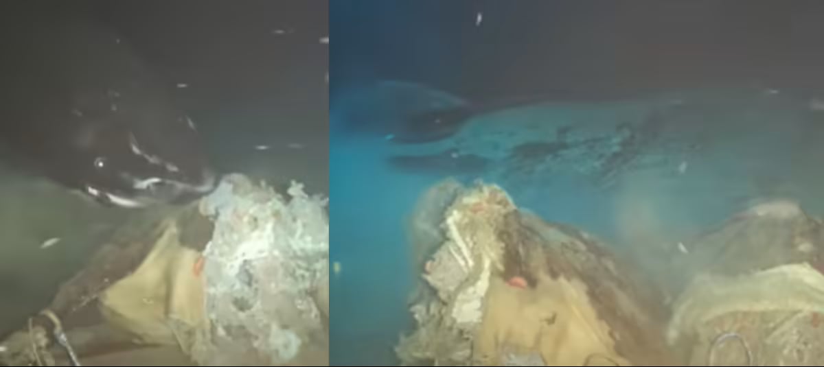 El objetivo era estudiar los procesos de descomposición de grandes mamíferos marinos. Foto: YouTube: Ocean-Land-Atmosphere Research