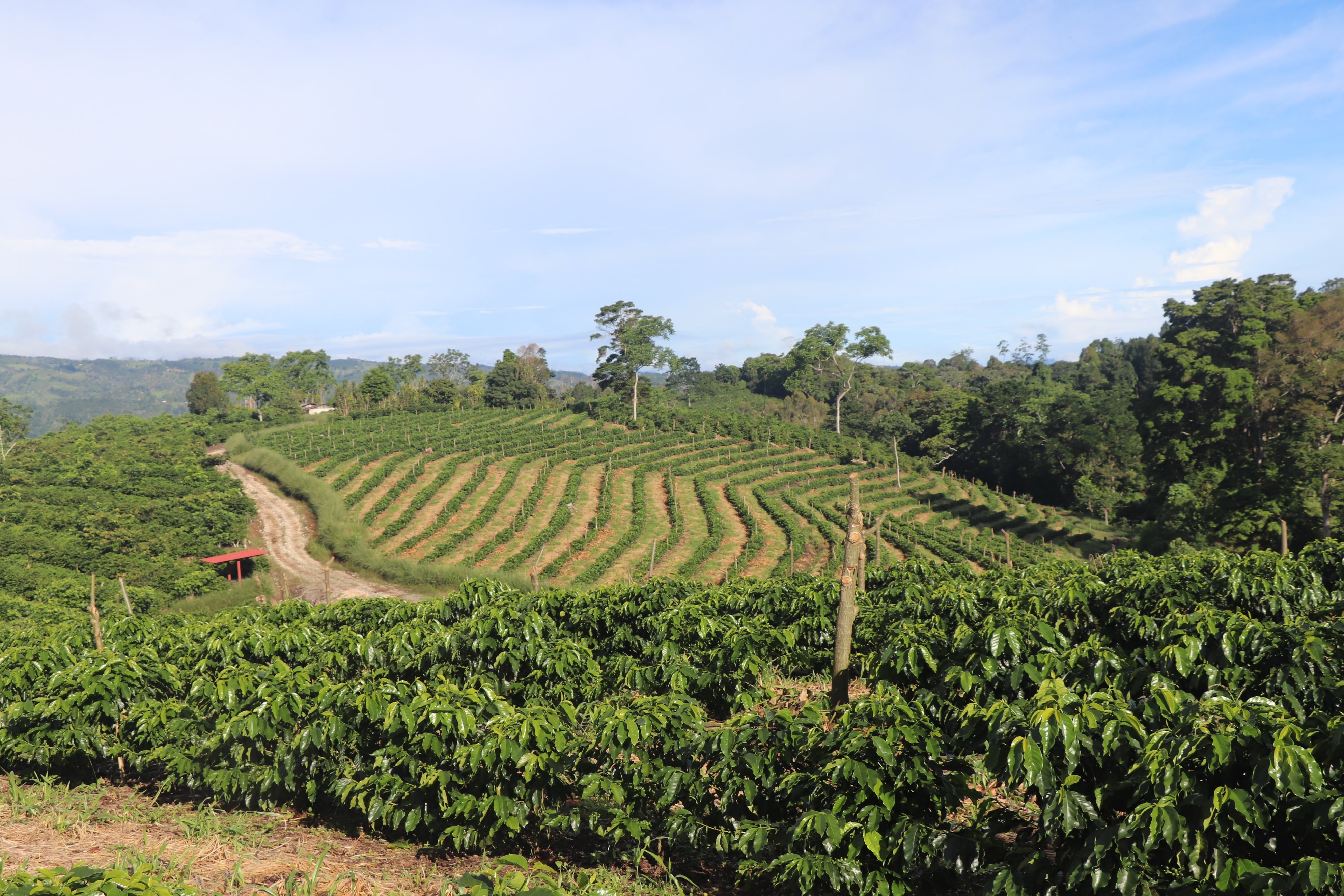 La Compañía Agrícola Río Brus, una de las fincas cafetaleras de Coto Brus, ya está lista para la recepción de los recolectores, pues la cosecha se inicia en agosto próximo. Foto: Cortesía de Río Brus