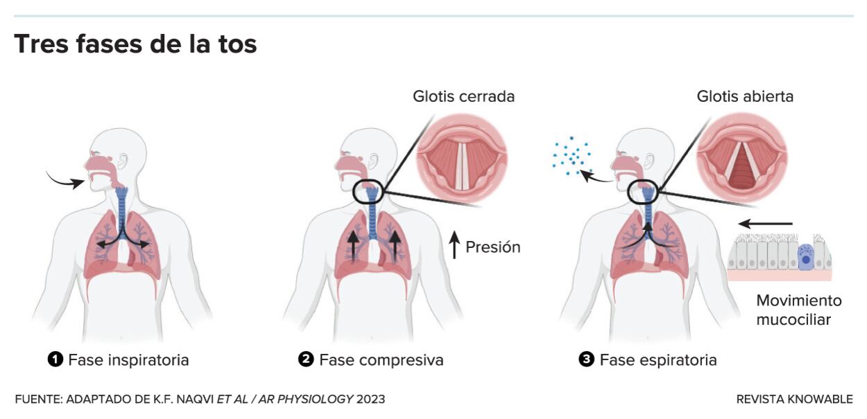 La inflamación de las vías respiratorias también puede activar el reflejo de la tos. En respuesta a las infecciones respiratorias, las células inmunitarias del organismo segregan moléculas inflamatorias (incluidos mediadores peptídicos y lipídicos y citocinas), que provocan la tos a través de diversos receptores de las neuronas sensoriales de las vías respiratorias. También se ha demostrado que algunos virus, como el de la gripe, infectan directamente las neuronas sensoriales y provocan inflamación en el sistema nervioso, lo que puede contribuir a que la tos persista mucho tiempo después de que haya desaparecido la infección.