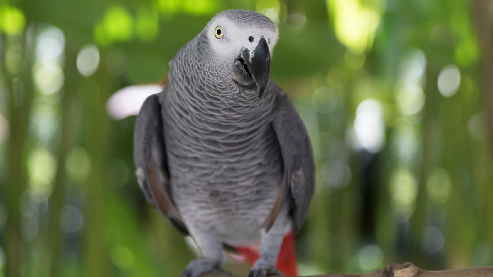 Loro gris se extravió por cuatro años en Estados Unidos y regresó hablando español tras vivir con una familia guatemalteca. (Imagen con fines liustrativos)