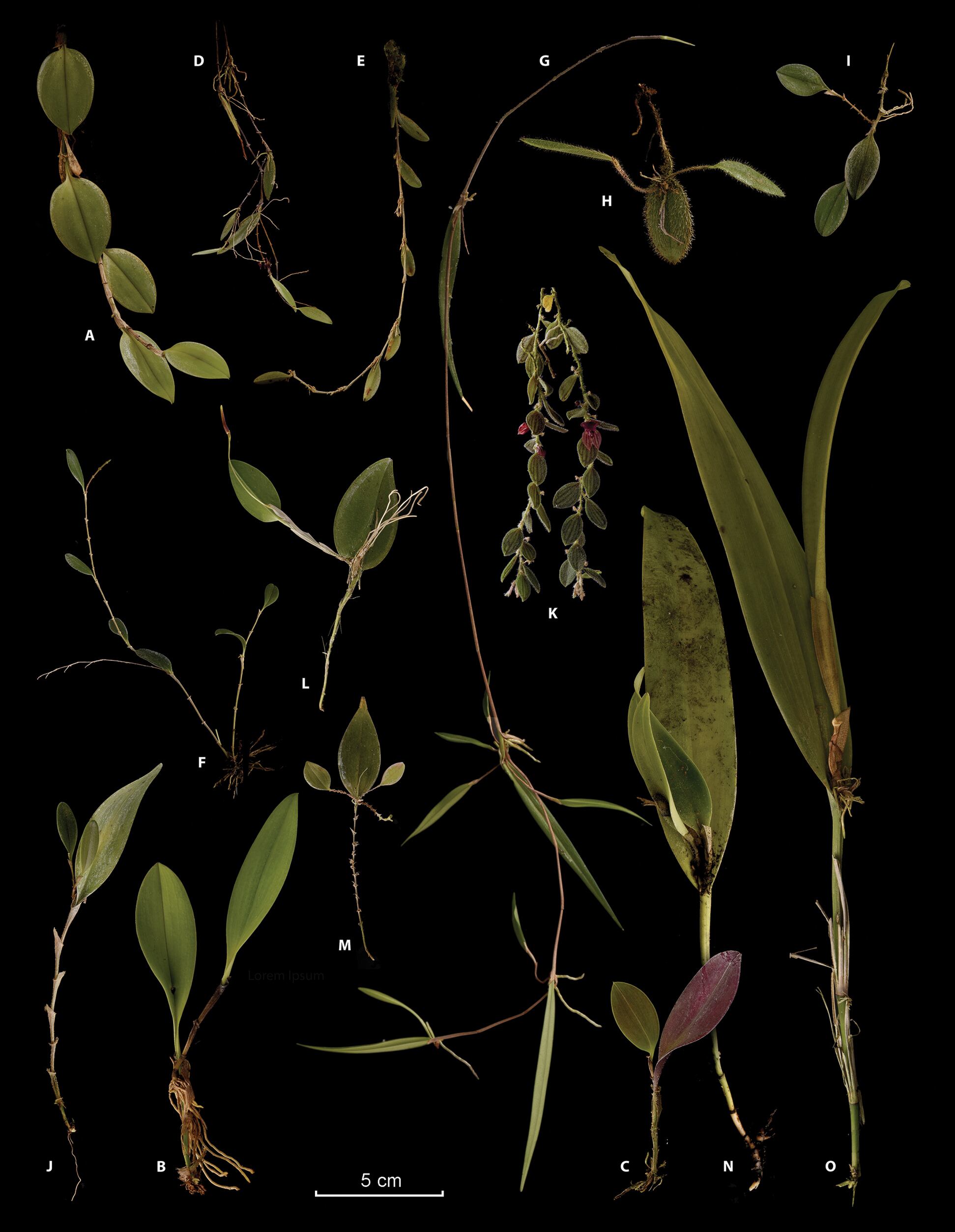 La fotografía muestra las diferentes partes de una de las nuevas orquídeas estudiadas.