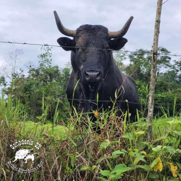 El Forastero Ganadería 3X