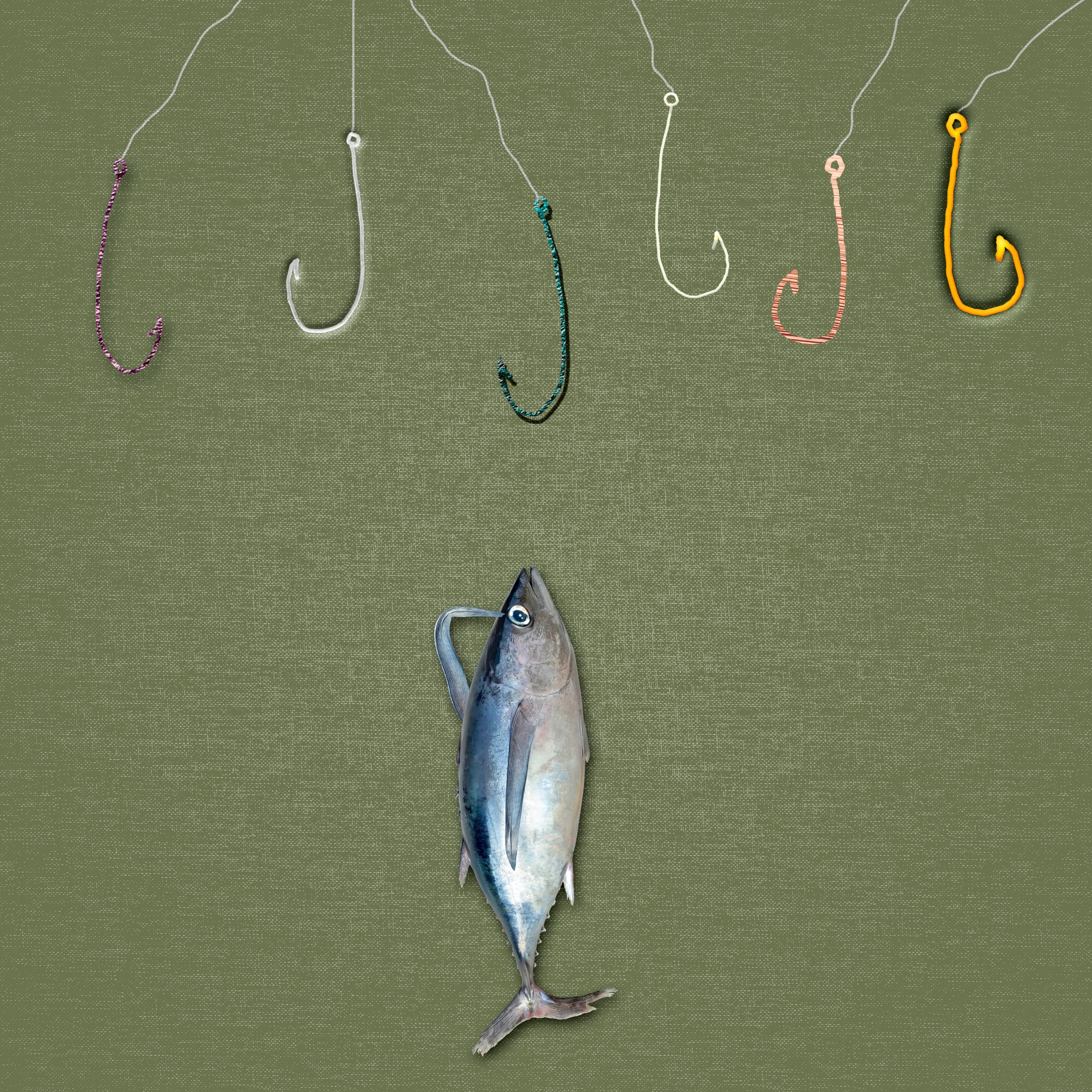 Indecisión, indecisión política, por quién votar, pez frente a múltiples anzuelos