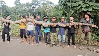 Una pitón de 7,22 metros hallada en Indonesia entra al Guinness como la serpiente salvaje más larga jamás medida