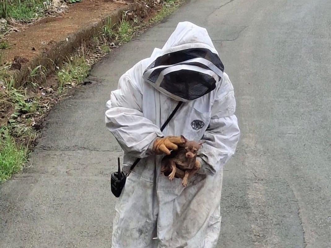Un ataque de abejas afectó a un perro en Grecia.