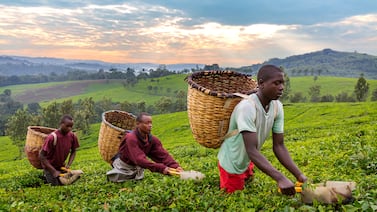 África está perdiendo la guerra en Irán