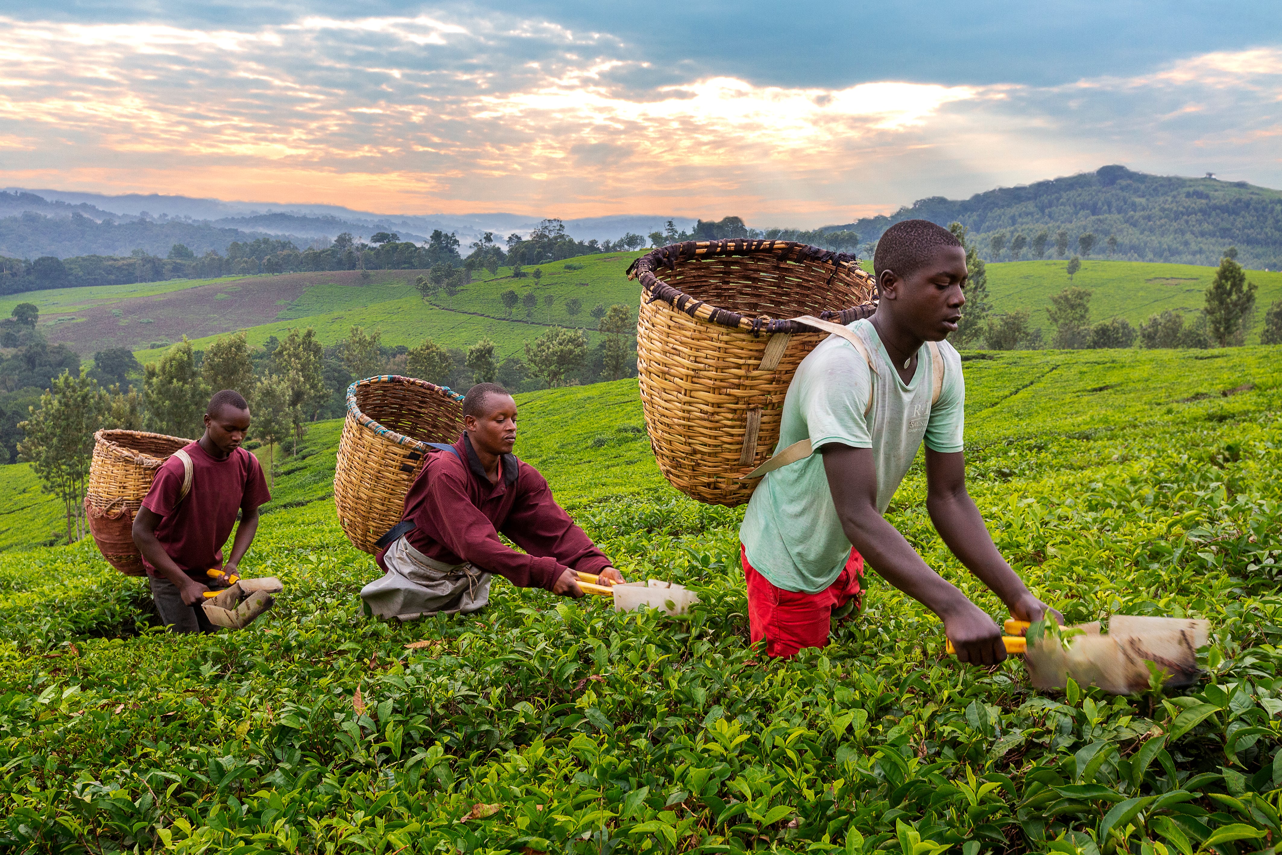 Hombres en Uganda, África, recogen hojas de té.