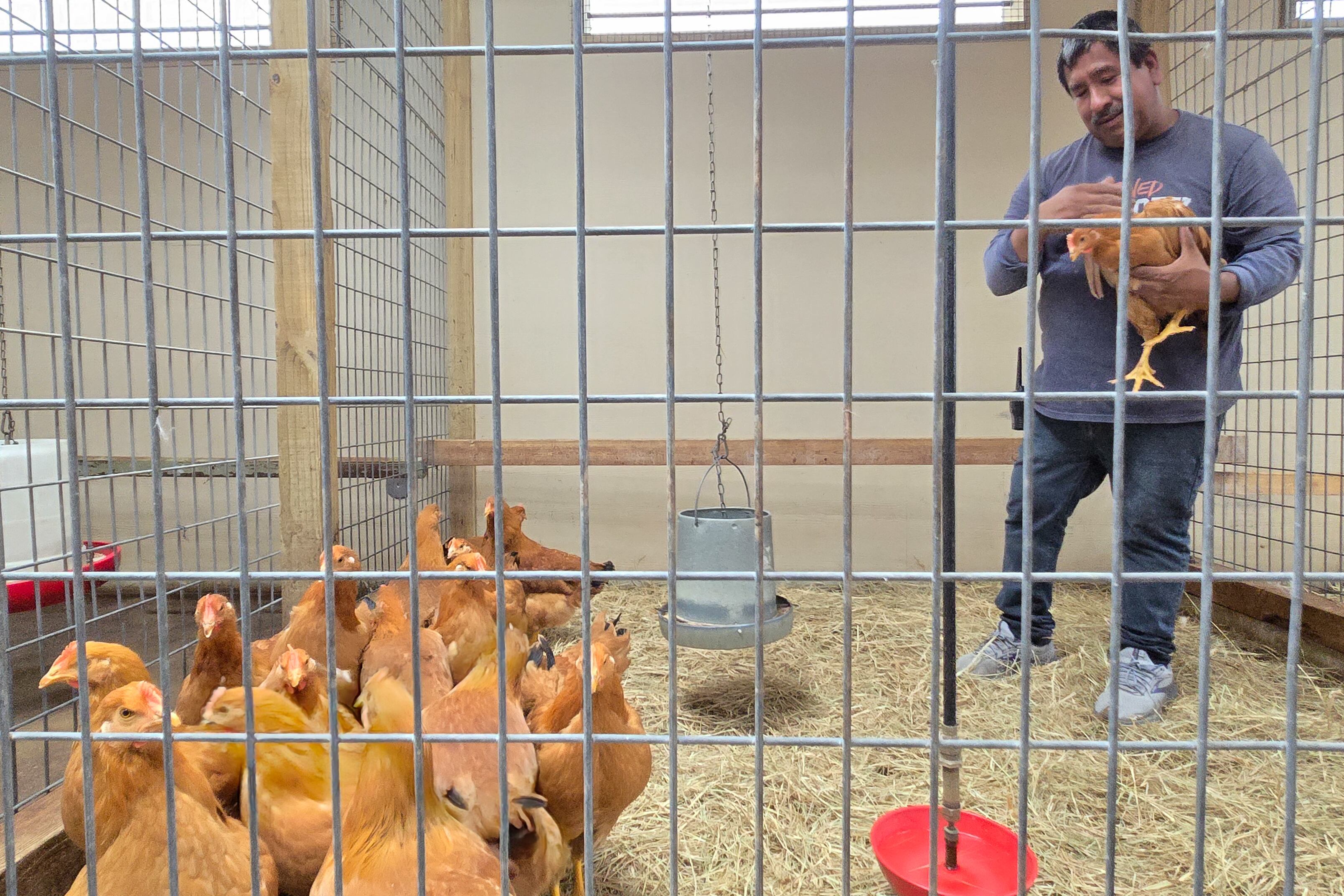 Un trabajador sostiene una gallina mientras las gallinas a la venta deambulan en su jaula en una tienda en Houston, Texas. El resurgimiento de la gripe aviar, que azotó por primera vez a los Estados Unidos en 2022, está afectando a las granjas de pollos, haciendo que los precios de los huevos se disparen.