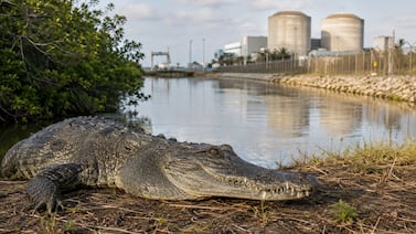 Cómo una central nuclear en Estados Unidos se convirtió en un santuario de cocodrilos