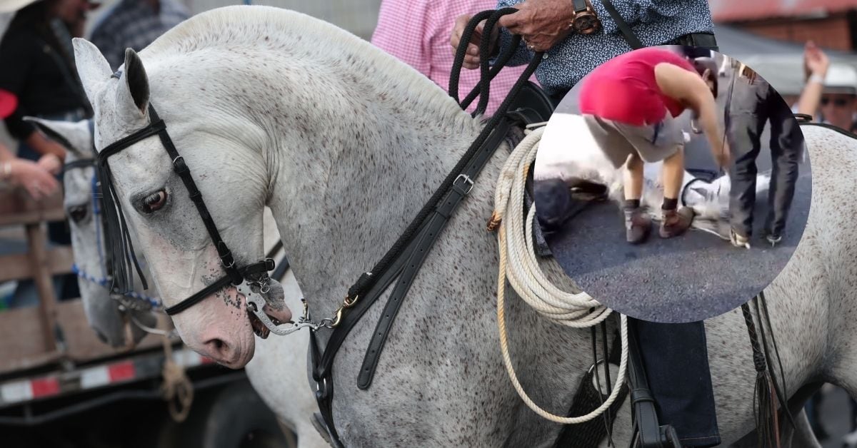 Alcaldesa de San Ramón desmiente muerte de caballo en Tope Nacional