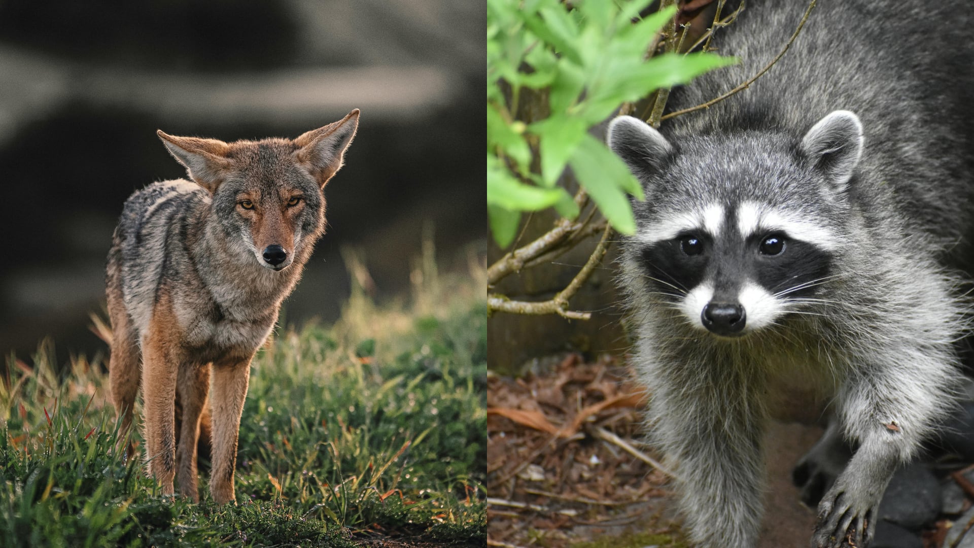 La ciencia confirma que los animales salvajes modifican sus rutas y espacios según el movimiento humano, lo que obliga a replantear la conservación.
