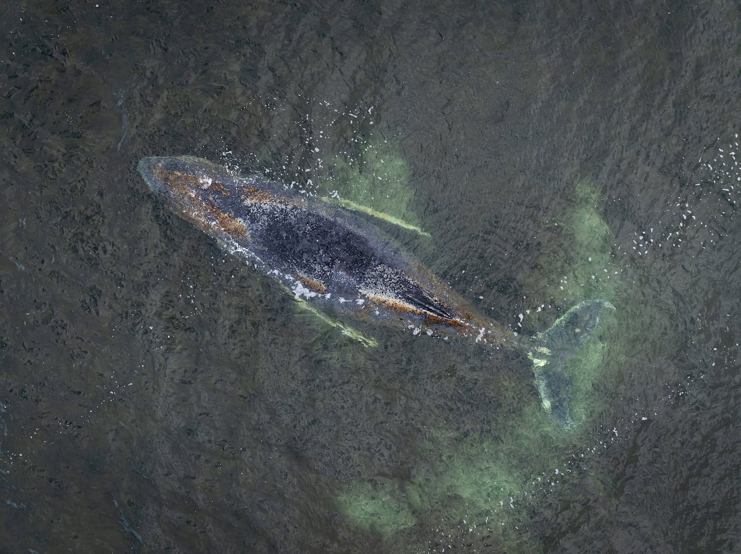 Ballena jorobada encallada en Alemania cumple una semana en estado crítico y reduce sus signos vitales