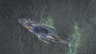 Ballena jorobada encallada en Alemania cumple una semana en estado crítico y reduce sus signos vitales