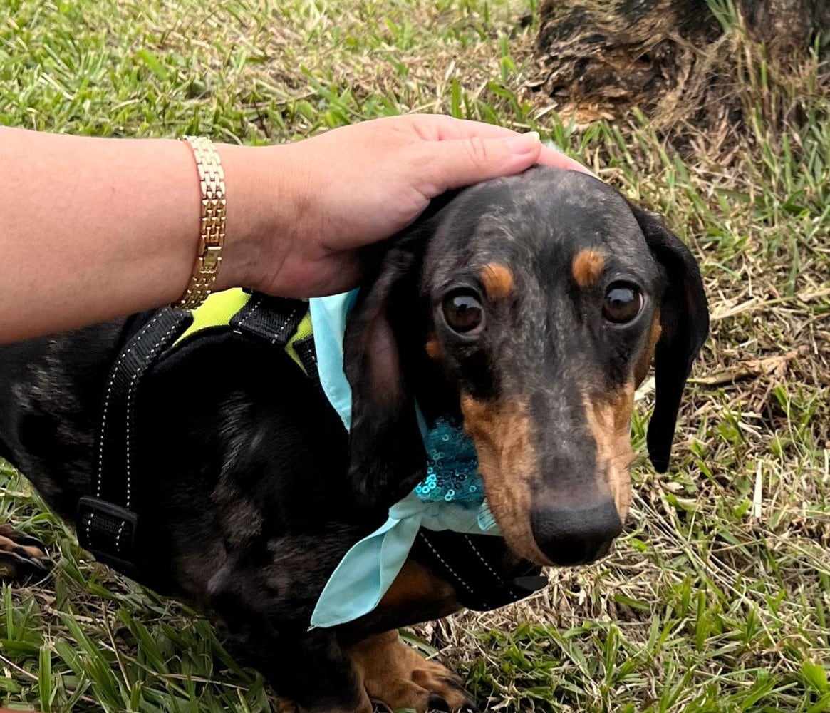 Parque de perro Heredia