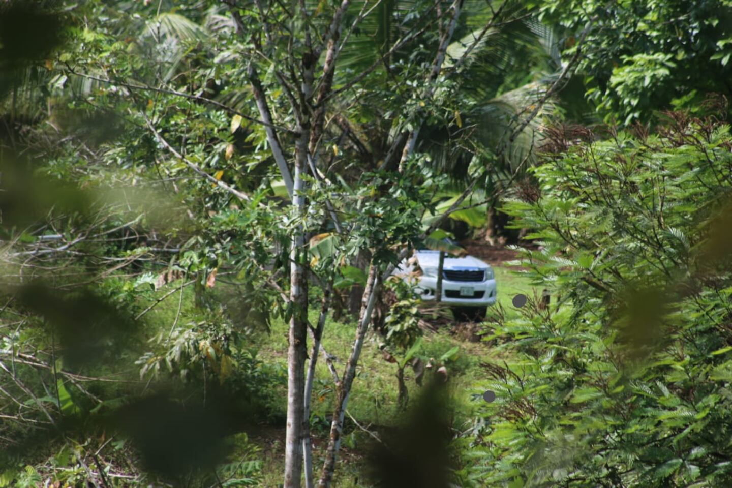 Joven muere luego de que le cayera encima árbol que cortaba | La Nación