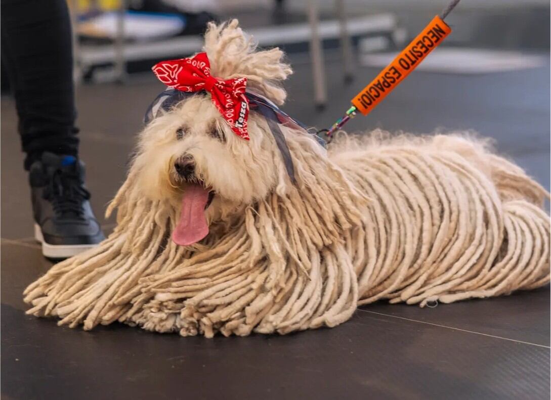 Perros mall oxígeno