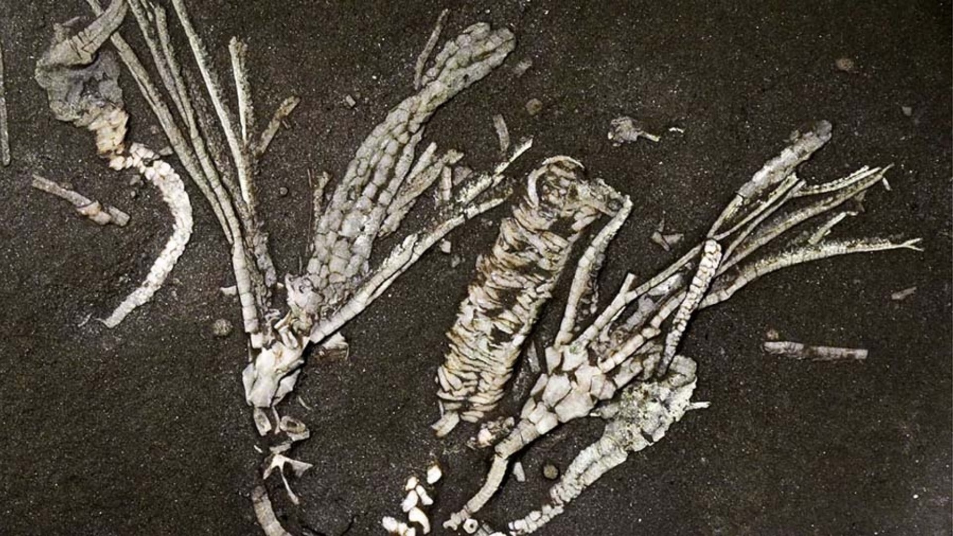 Un fósil conservó tejido blando durante más de 450 millones de años, un caso extremadamente raro que aporta nuevas pistas sobre la evolución de antiguos animales marinos.