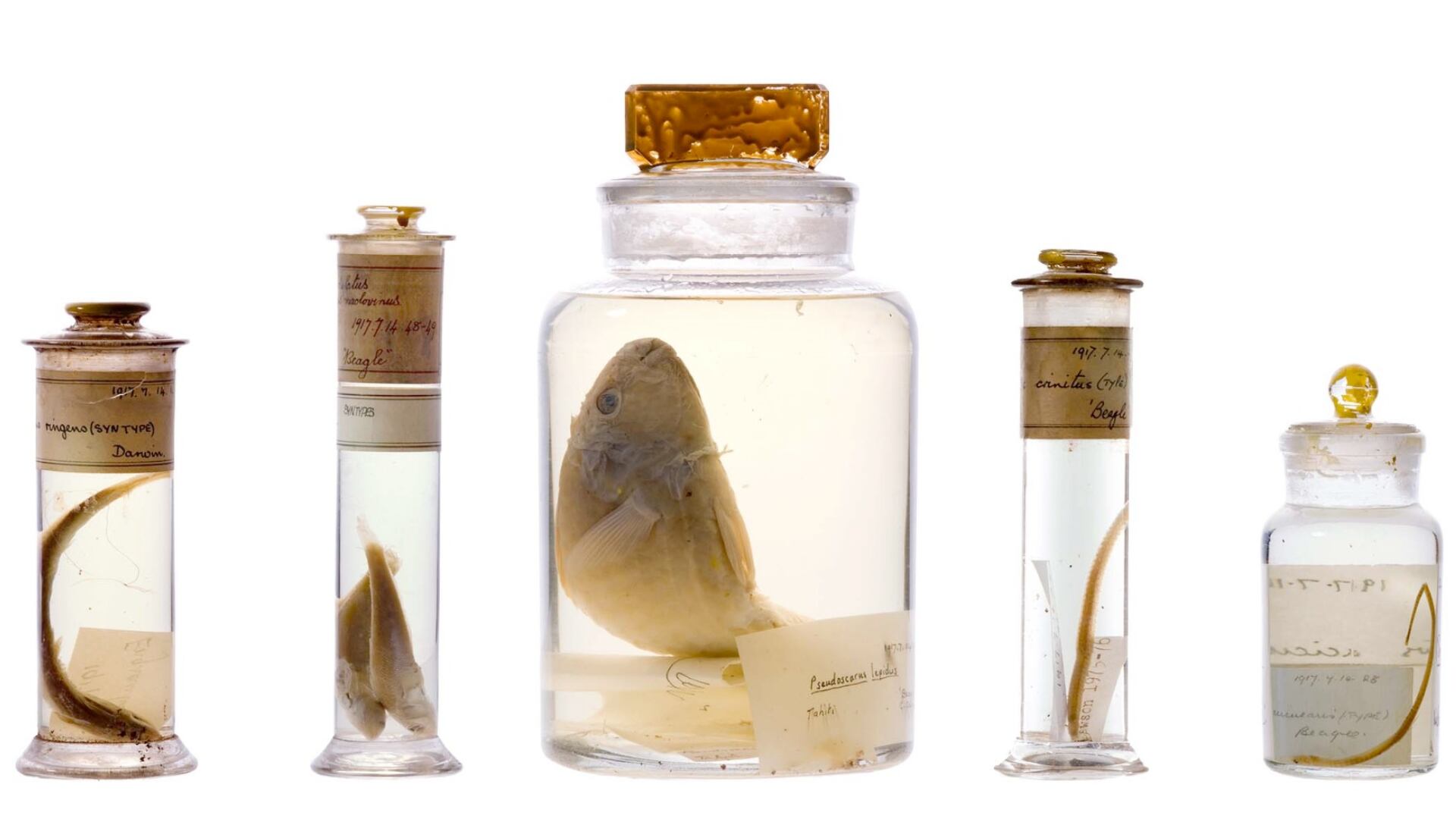 Investigadores estudiaron frascos sellados por Darwin hace casi 200 años. Un láser reveló los líquidos de preservación sin abrir los recipientes.