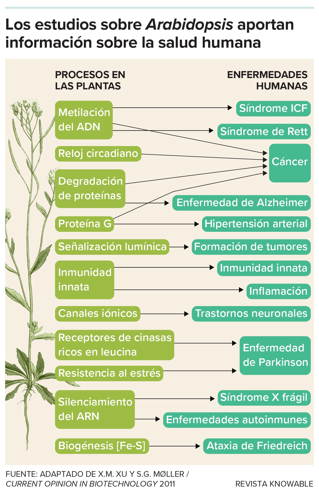 Diagrama de qué aportan las investigaciones a la salud humana.