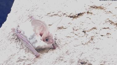 Imágenes sin precedentes: un murciélago poco común en su hábitat natural