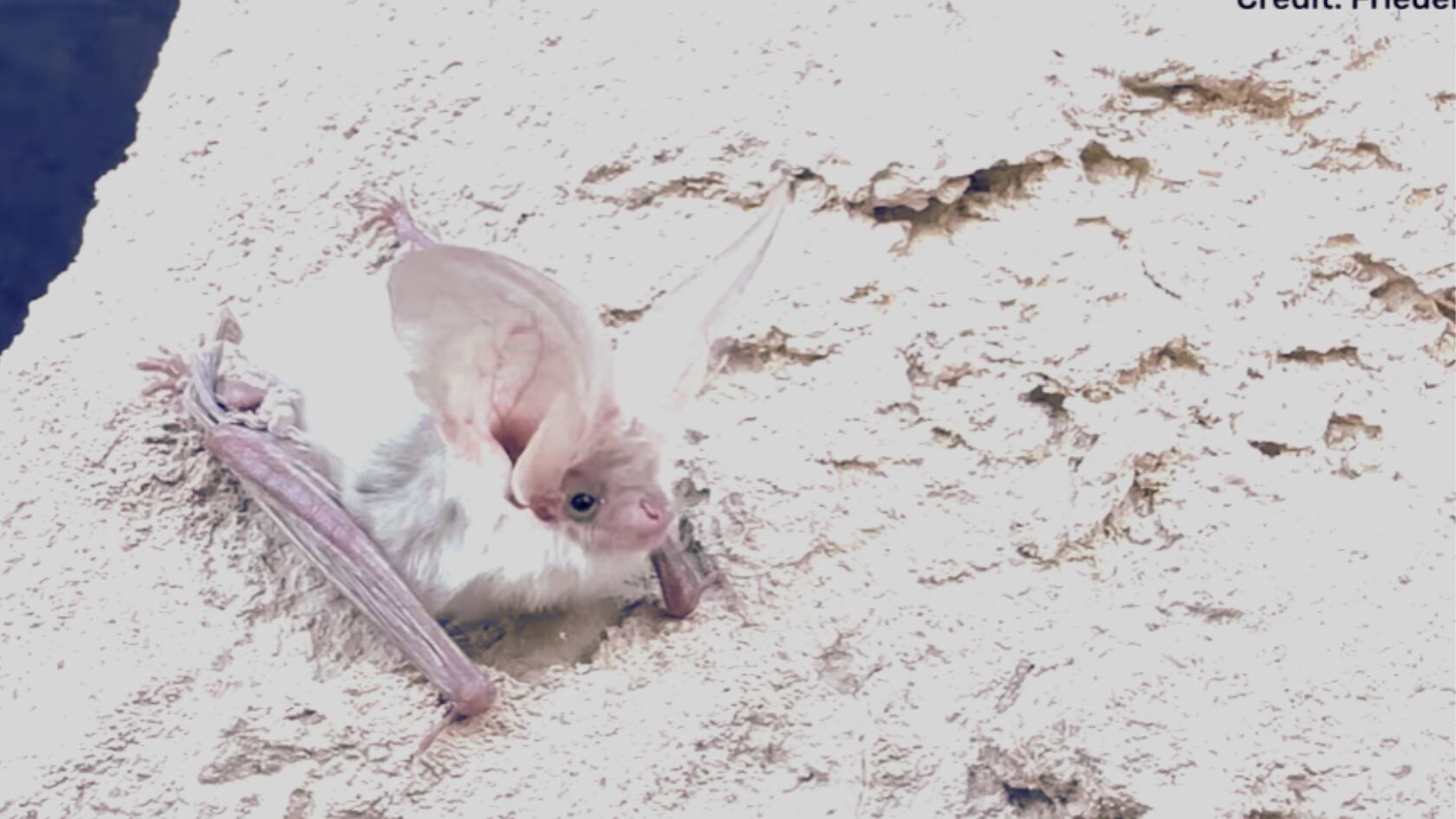 Imágenes únicas revelan a murciélago en su entorno natural. Fue hallado vivo después de cinco décadas sin registros.