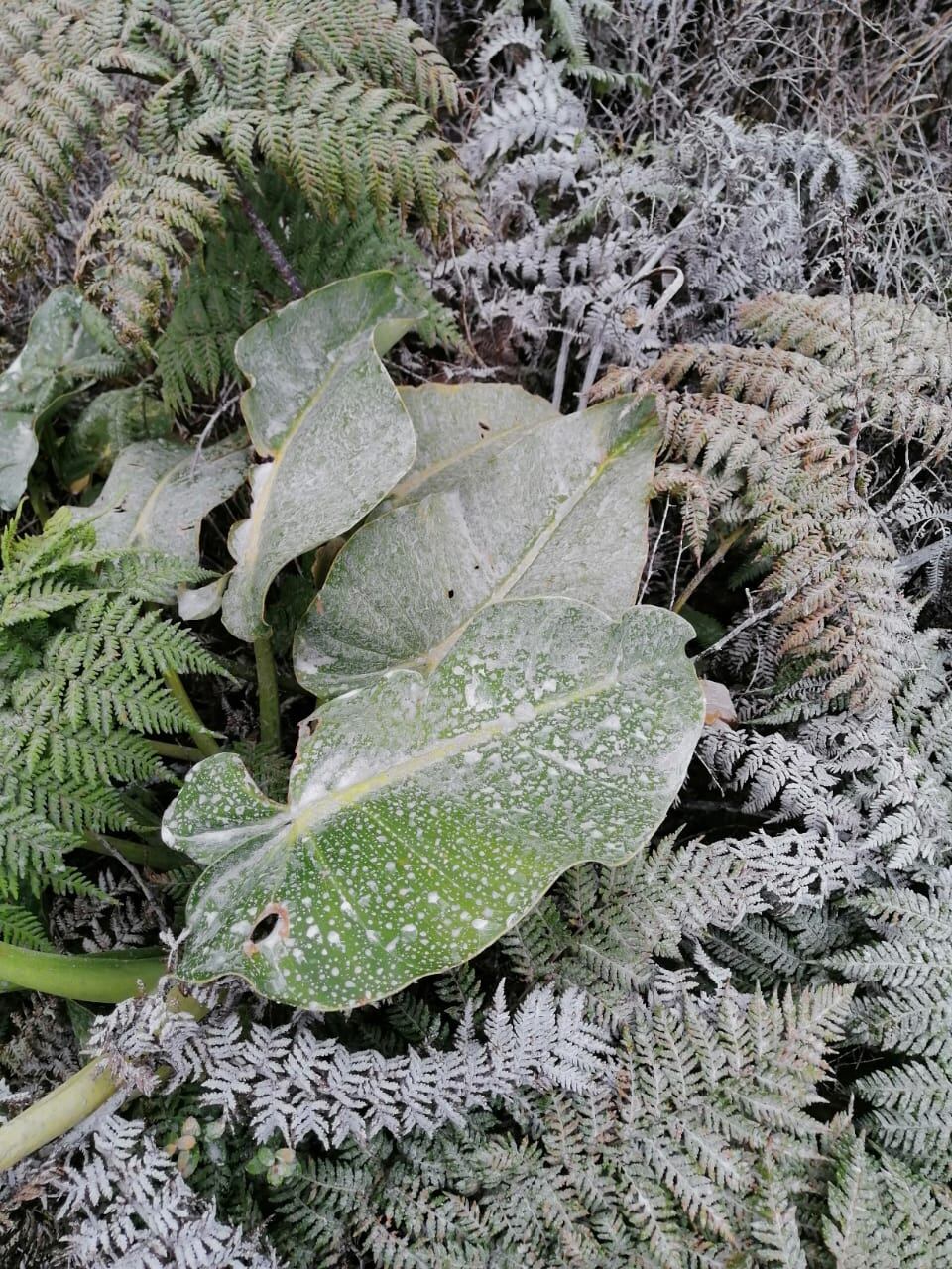 Esta imagen captada en agosto pasado por Olman Bustos, vecino de Buenos Aires, Upala, revela el impacto del material lanzado por el Rincón de la Vieja en la vegetación. Foto: Cortesía: Olman Bustos.