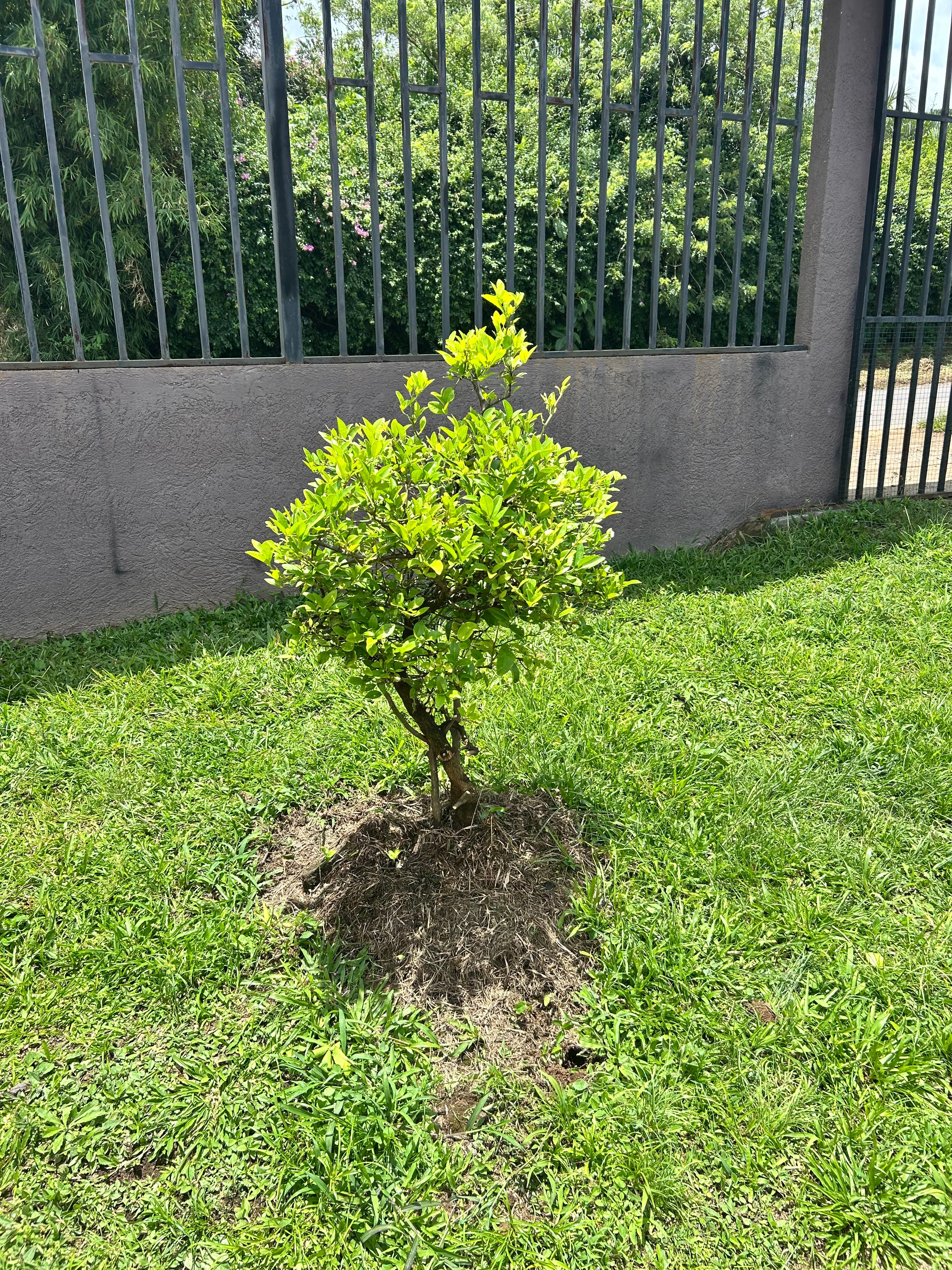 Uso de zacate ciortado para poner alrededor de plantas y árboles y alejar las hormigas cortadoras