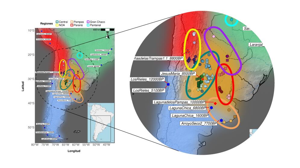 Mapa del muestreo_ los componentes conocidos previamente figuran en rojo (Andino), en verde (Amazónico) y en celeste (Patagonia_Pampas), mientras que en naranja se visualiza el nuevo linaje identificado.