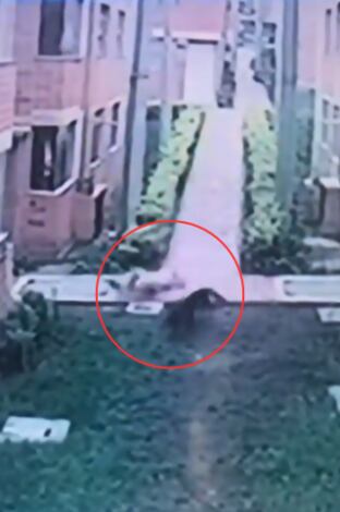 Perro arrolla a adulta mayor