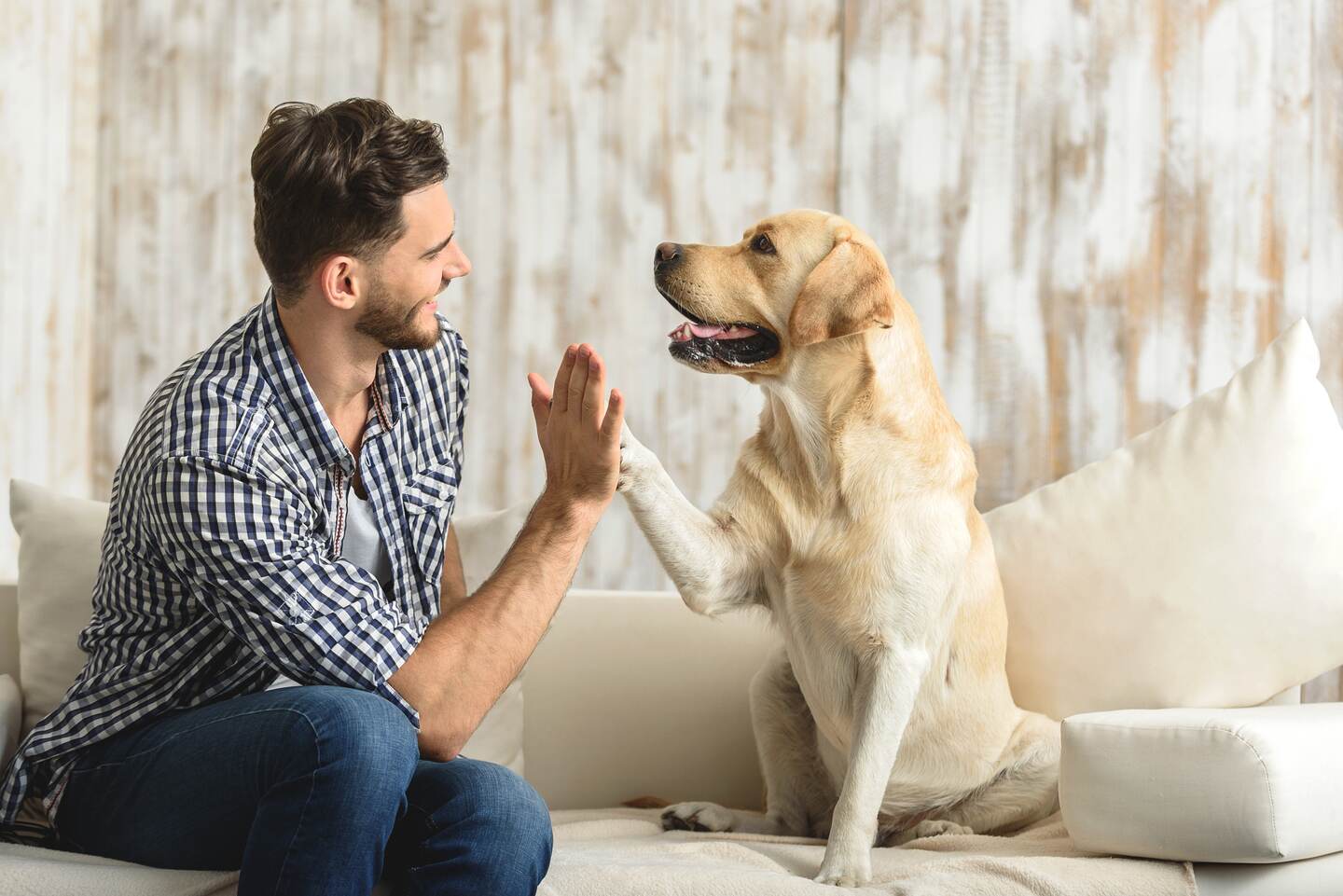 Procure crear un espacio en el que las mascotas estén cómodas y seguras. Por ejemplo, que tengan agua y alimento disponible. (Foto: Shutterstock/Imagen con fines ilustrativos).