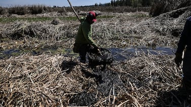 México reutiliza toneladas de cabello humano para descontaminar canales en Xochimilco: vea las fotos