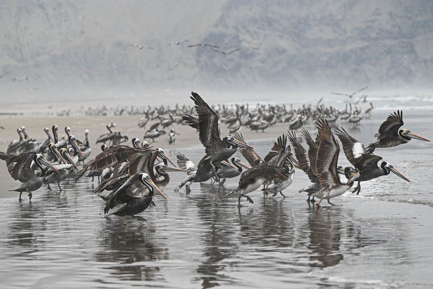 A group of pelicans and other seabirds are seen on a beach in Lima, on December 1, 2022. - The highly contagious H5N1 avian flu virus has killed thousands of pelicans, blue-footed boobies and other seabirds in Peru, according to the National Forestry and Wildlife Service (SERFOR). (Photo by Ernesto BENAVIDES / AFP)