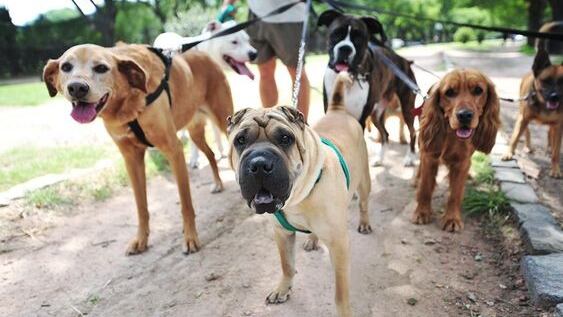 Día Mundial del Perro